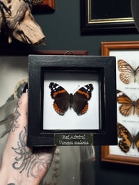 Image 1 of Red Admiral Butterfly Frame