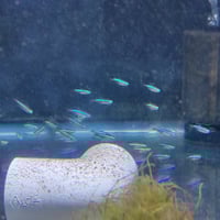 Image 4 of Cardinal Tetra 