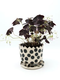 Image 2 of Polka Dot Planters 