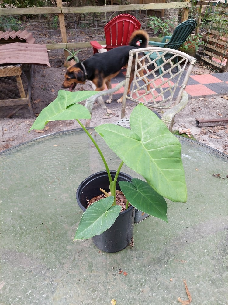 Image of Elephant Ear Plants 🪴 