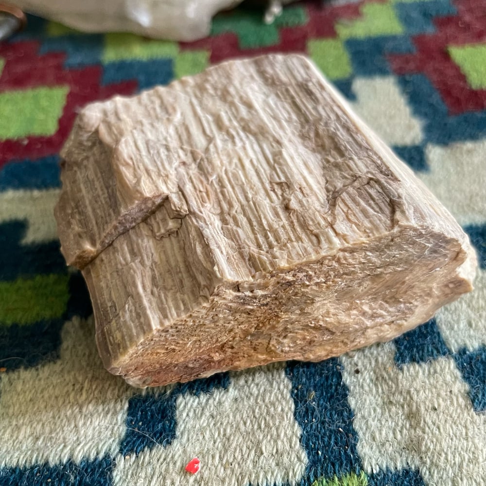 Face Polished Opalized Wood Specimen