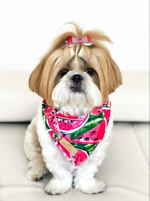 Image of Melon Madness - Pet Bandana