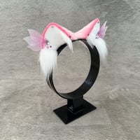 Image 3 of Pink Fairy Kitten