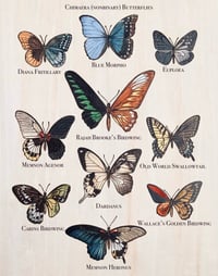 Chimera Butterflies Print