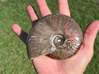 Image 2 of Purple - Rainbow Iridescent Ammonite Shell Fossil | Madagascar #2895