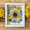 Genuine Sunflower, Delphinium And Pansy Wildflowers In 8" X 10" Shadow Box (Item# 202201LS)