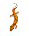 High Contrast Tangerine (Tremper)