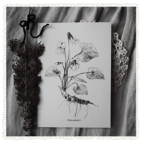 Image 1 of <i>Viola odorata</i> ⚘ - archival print