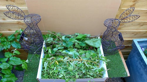 Image of Box of willow, hazel and birch branches and leaves