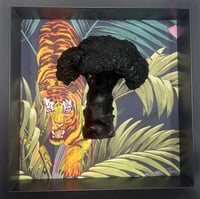 Black Tiger broccoli 
