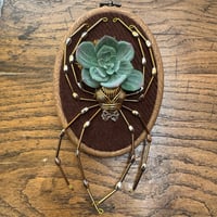 Image 4 of Succulent spider (f, 4x5 inches)