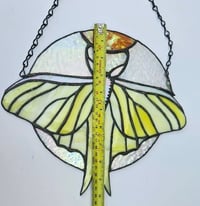 Image 4 of Day moth