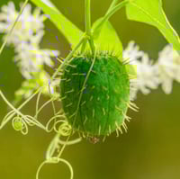 Image 2 of Wild Cucumber Seeds
