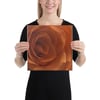 rose bloom