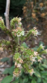 Image 2 of Shade Phacelia : Phacelia nemoralis