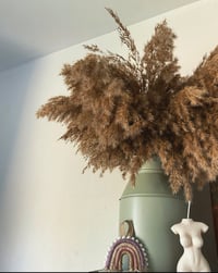 Image 1 of Brown pampas 