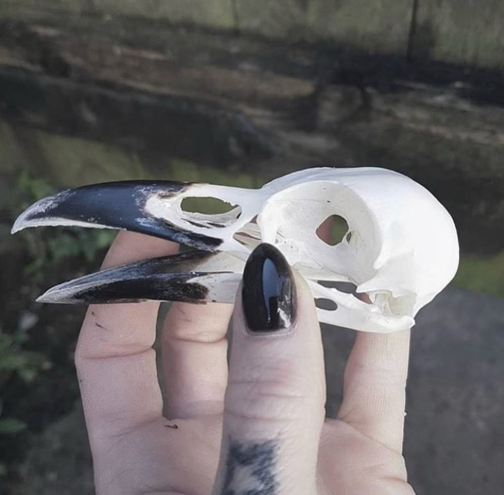 Image of Corvid Skull (Crow & Magpie