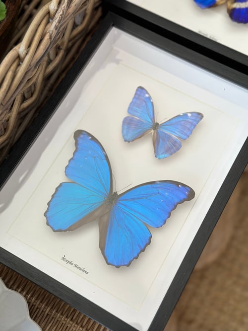 Image of Murpho Duo Butterfly Specimen