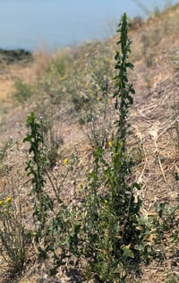 Image 4 of Wild Lettuce Tincture