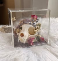 Image 1 of Aragonite Kitty