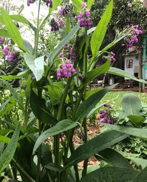 Image of Comfrey Balm 80g