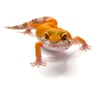 Sunglow (Tremper) B2- 07