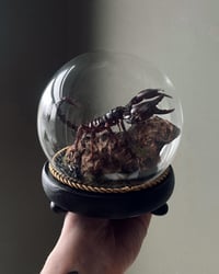 Image 1 of Emperor Scorpion Dome