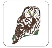Image 2 of Tengmalm’s Owl - No.9 - UK Birding Series
