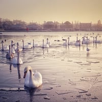 Image 2 of Paisley Swans