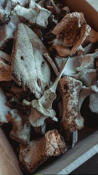 Image 4 of Bone box 2