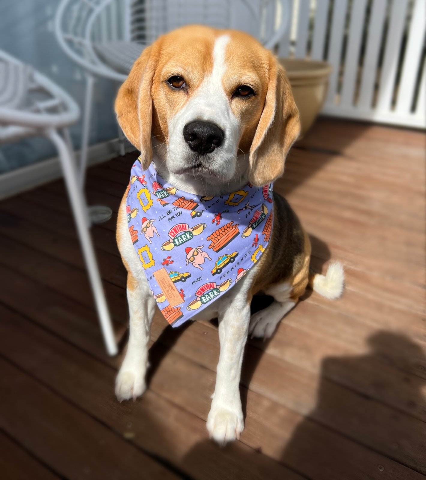 friends dog bandana