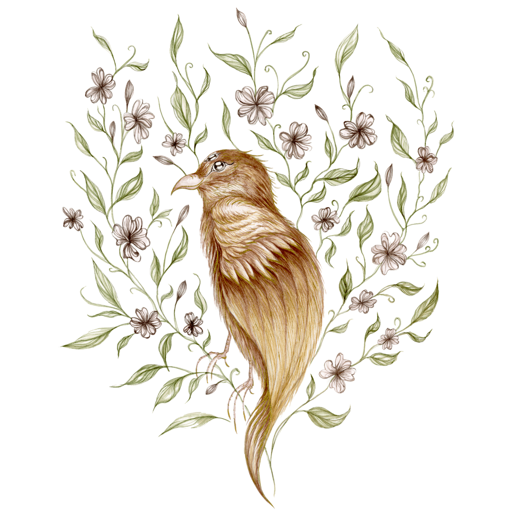 Image of Cherry Blossom