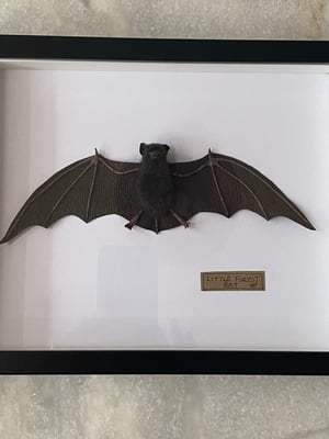 Image of Little Forest bat framed specimen . Faux taxidermy 