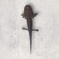 Image 1 of Super GFP Wild Juvenile Axolotl