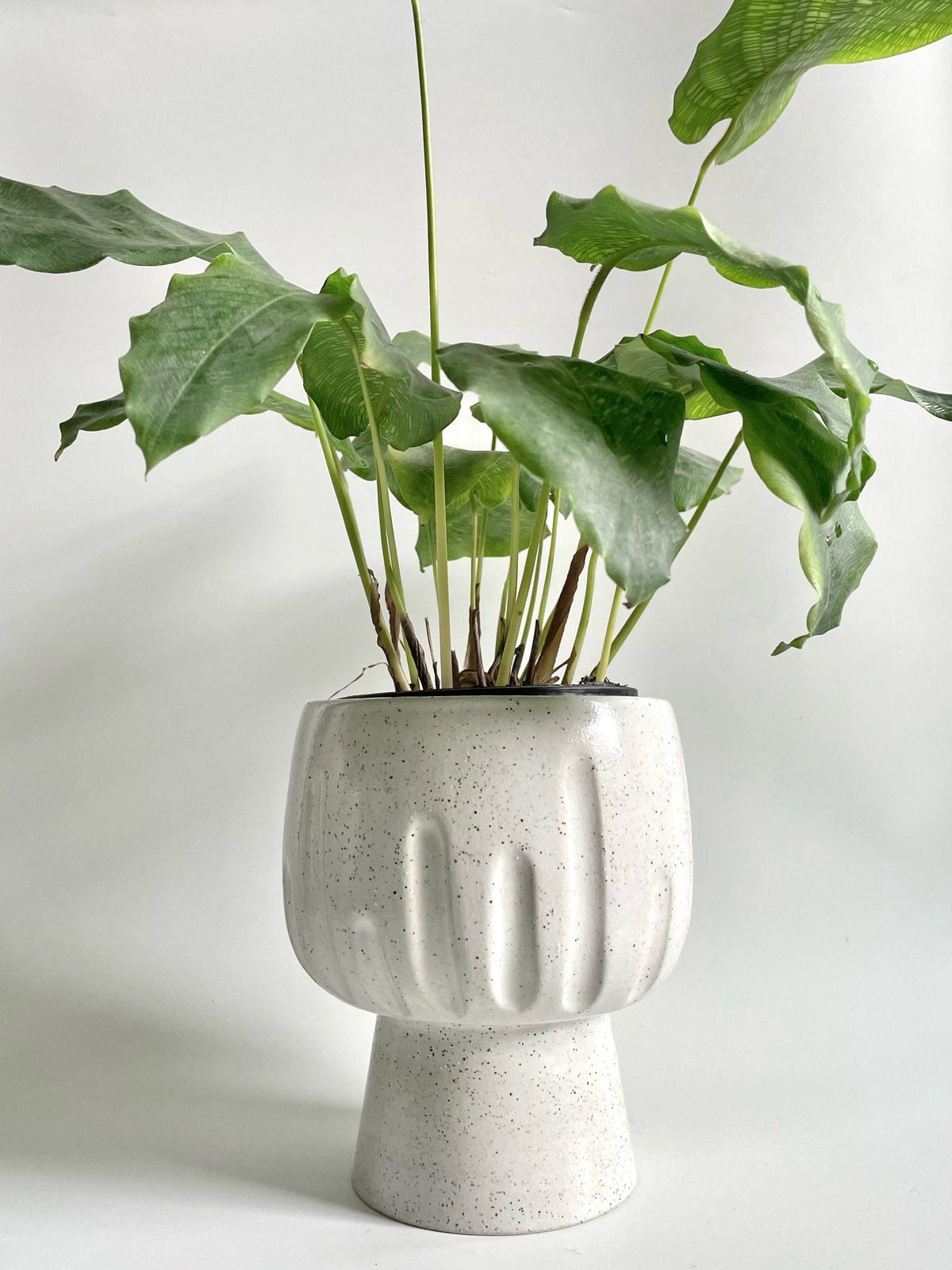 Image of Pedestal planter 4