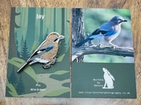 Image 2 of Jay - #14 - Wild Britain Series