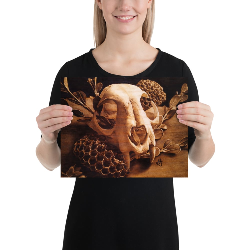 Photo Print: Bobcat Skull and Honeycombs