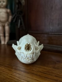 Image 3 of asian badger skull