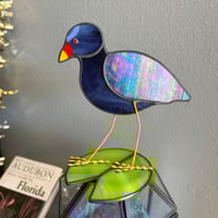 Image 1 of Purple Gallinule