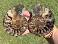 Image 9 of Ammonite Fossil Pair | Madagascar #2907