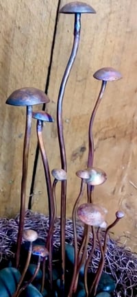 Image 3 of 🍄‍🟫 Magical Mushrooms 🍄‍🟫 