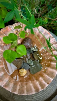 Image 2 of Scallop Shell Bowl