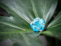 Image 2 of Succulent Ring