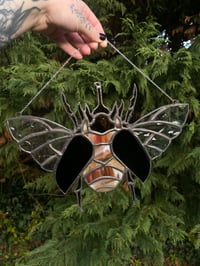 Image 1 of Rhino Beetle