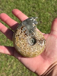 Image 19 of Ammonite Fossil | Madagascar #3022