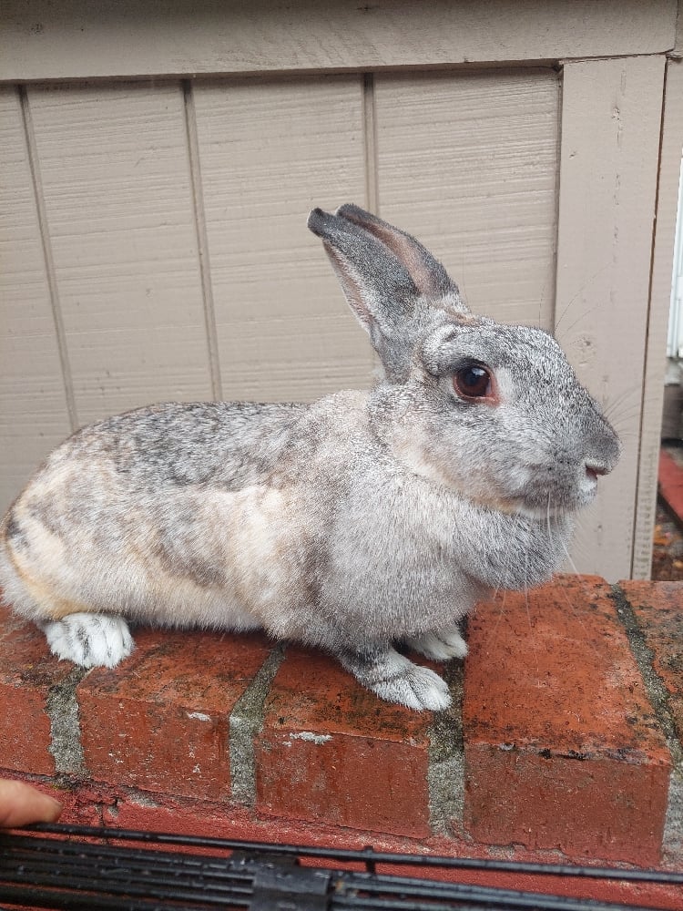 Image of Thumper
