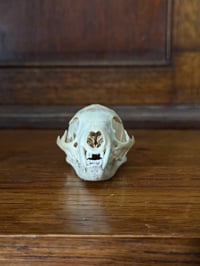 Image 2 of Grey Mongoose 