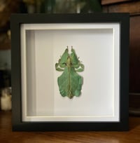 Green leaf insect 