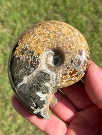 Image 17 of Ammonite Fossil | Madagascar #3022