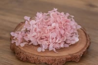 Image 3 of Preserved Hydrangeas - 5g Pink